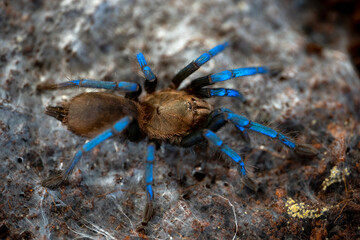 Bornean neon blueleg tarantula Birupes simoroxigorum