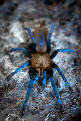 Bornean neon blueleg tarantula Birupes simoroxigorum