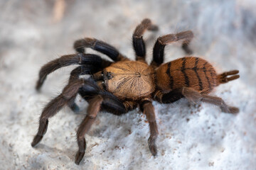 Indian violet baboon tarantula Chilobrachys fimbriatus