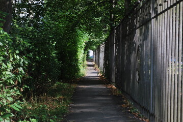 corridor of leaves along the fence 