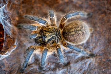 Golden blue baboon tarantula Harpactira pulchripes