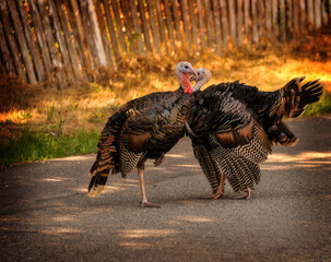 wild turkeys