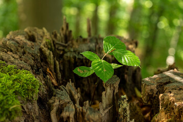 Young beech sapling with fresh green leaves growing in dead tree stump - obrazy, fototapety, plakaty