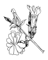 Saponaria officinalis flowers medicinal soapwort herb hand drawing ink sketch. Perfect print for tee, cometics, card, sticker. Doodle vector illustration.