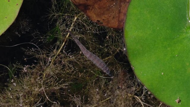 Annelid in a lake among waterlily leaves or water plants. Slow motion of a leech moving continuously under the brownish water surface. Interesting summer wildlife in a garden pond. 4K