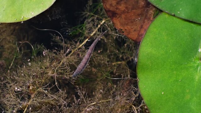 Annelid in a lake among waterlily leaves or water plants. Slow motion of a leech moving continuously under the brownish water surface. Interesting summer wildlife in a garden pond. 4K