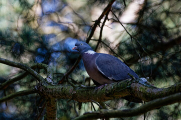 Wood Pidgeon sitting in a tree
