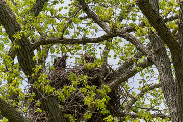 Bald Eagle In The Nest With Her Eaglet In Spring In Wisconsin