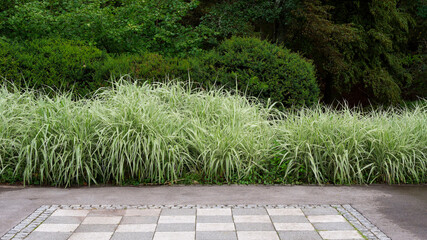 (Arundo donax 'Variegata') Variegated Giant Reed or Spanish cane, decorative and graceful...