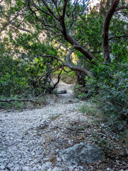 Path in the National Park of the Calanques near Cassis in south of France