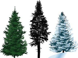 three fir trees isolated on white