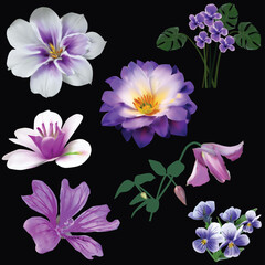 set of seven violet flowers isolated on black