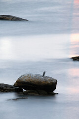 larga exposicion ave sobre roca en el mar