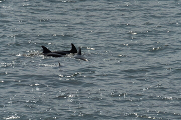 Delfines salvajes en libertad