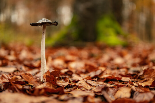 Close-up of a mushroom in a forest, probably a magpie inkcap or magpie fungus (Coprinopsis picacea), surrounded by autumn leaves, Weser Uplands, Germany