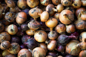 home grown organic bio onions