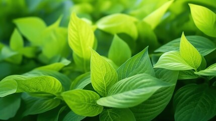 Fototapeta na wymiar Fresh green leaf nature tropical AI generated image