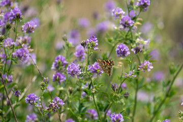 A colorful butterfly perched on purple flowers.