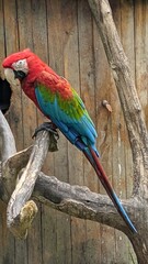 blue and yellow macaw