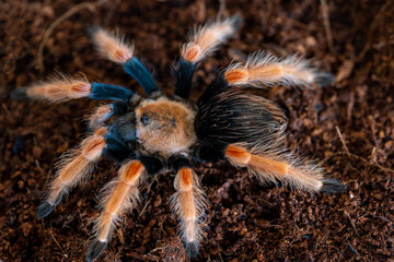 Mexican fire leg tarantula Brachypelma boehmei