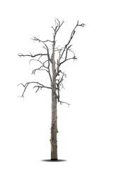 Dead tree isolated on a white background, clipping  path.