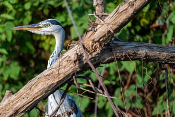 A gray heron by the river in the forest. A great gray heron is among the trees. Heron bird and forest by the river. Selective focus.