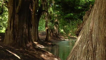 El bosque de los ahuehuetes