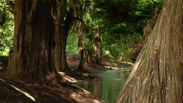 El bosque de los ahuehuetes
