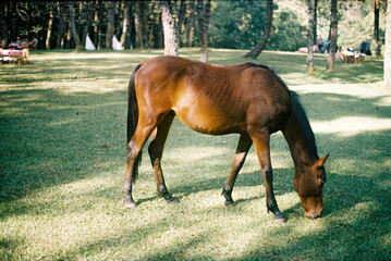 horse in the meadow