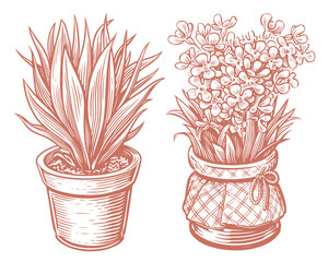 Flower, plant leaves in a pot in sketch style. Houseplant vector illustration vintage engraving style