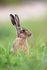 Brown Hare (Lepus europaeus) in summer meadow