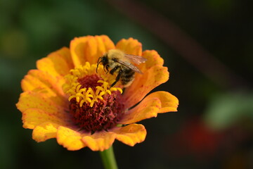 A bee collects nectar from an orange zinnia flower