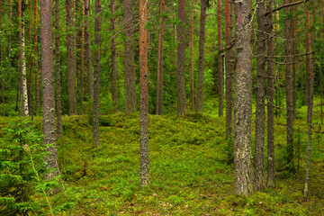 natural landscape, pine boreal forest with moss undergrowth, coniferous taiga