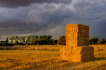stacked straw alpacas, landscape at sunset on stormy day