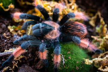 Mexican redleg tarantula Brachypelma emilia