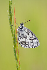 Pristine condition Marbled White Butterfly (Melanargia galathea) covered in raindrops - 646125044