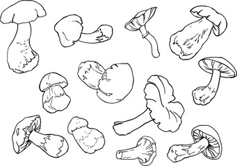 Vector set of mushrooms. Hand drawing lines. Sketch drawing of a mushroom isolated on a white background. Organic vegetarian food product. For printing packaging, menus, recipes, packaging, etc