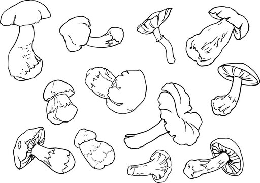 Vector set of mushrooms. Hand drawing lines. Sketch drawing of a mushroom isolated on a white background. Organic vegetarian food product. For printing packaging, menus, recipes, packaging, etc