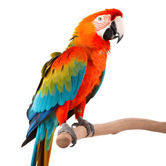 Red, blue, green and yellow macaw isolated on white background