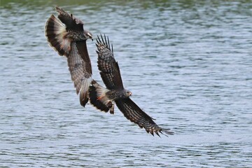 Endangered Snail Kite Competition Fight Over Apple Snail Catch Paynes Prairie Gainesville Micanopy FL