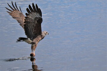 Endangered Snail Kite On the Hunt Paynes Prairie State Micanopy Gainesville FL