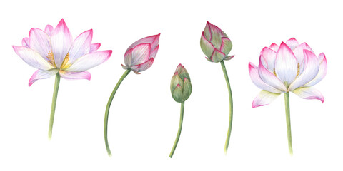 Set of delicate Water Lily, buds, stems. Pink bud, flower, Indian Lotus, Sacred Lotus. Watercolor illustration for wedding design, yoga center, poster, logo, label
