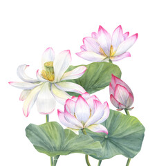 Bouquet with pink Lotus, Bud and Leaves. Aquatic plant, flower, leaf. Watercolor illustration with Delicate blooming Water Lily. Hand drawn composition for cosmetics packaging, spa center