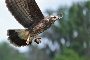 Endangered Snail Kite On the Hunt Paynes Prairie State Micanopy Gainesville FL