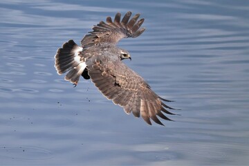 Endangered Snail Kite in Flight Paynes Prairie Micanopy Gainesville FL