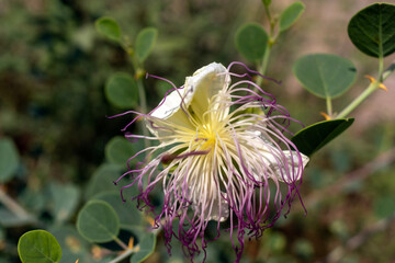 purple tasseled wildflower. close up macro-