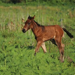 Fototapeta premium Darling Adorable Spanish Florida Cracker Horses Foal Colt at Paynes Prairie Preserve Gainesville Micanopy FL