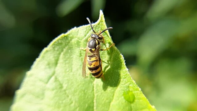 the wasp washes itself. The wasp sits on green leaves. The dangerous yellow-black striped common wasp sits on the leaves