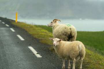 Sheep in the middle of the road in Iceland