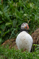 Atlantic puffin, standing, in the grass, in Iceland